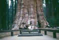 4 Sequoia photo Willian Ennis.jpeg