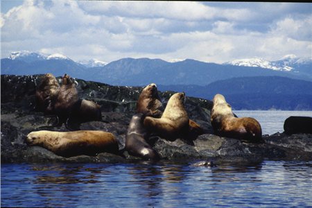 Seals at Comox