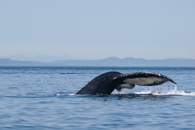Cowcihan Bay Whale Photo Ingrid Taylar.jpg