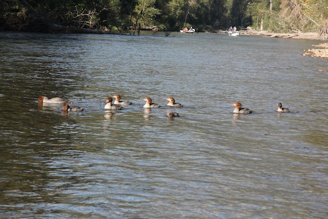 TPP Ducks on Atnarko River  JStoness 3267.jpg