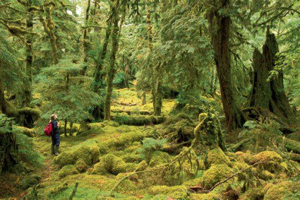 Great Bear Rain Forest