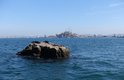 Sea lions snooze with the Mazatlan cell towers in the background.JPG