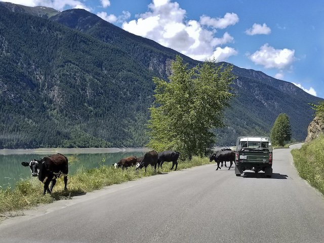 3 Free range cows in road Photo Mercedes Lilienthal .jpg