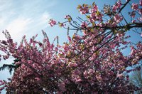 Vancouver Cherry Blossom