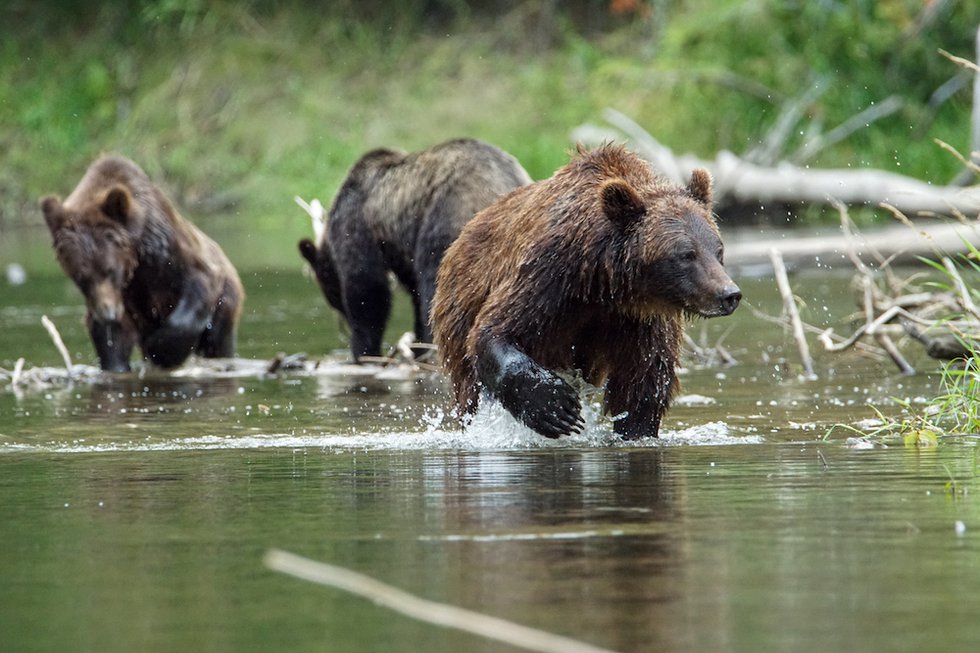 Lead Bella Coola Bears photo Tom Skinner.jpg