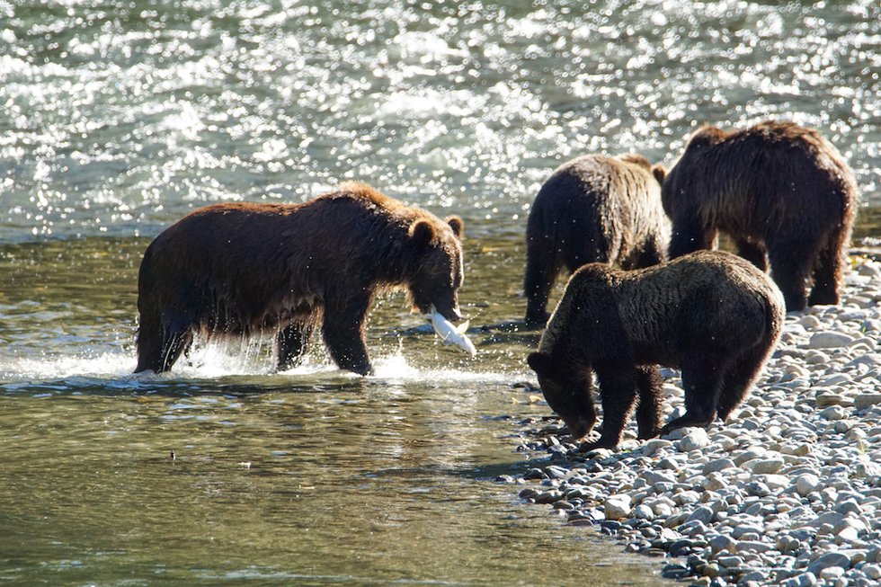 7 Bella Coola Bears photo Tom Skinner.jpg