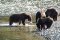 7 Bella Coola Bears photo Tom Skinner.jpg