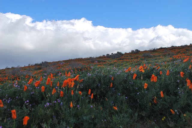 Poppies on Hillside 2 with Clouds-X3.jpg