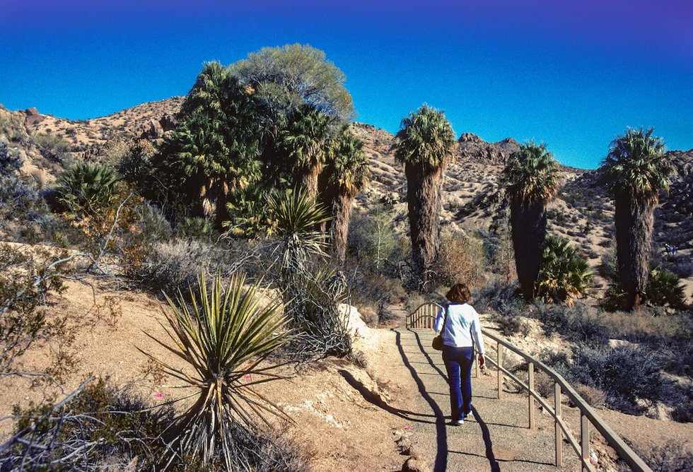 3 Joshua Tree NP Photo scgerding iStock copy.jpg