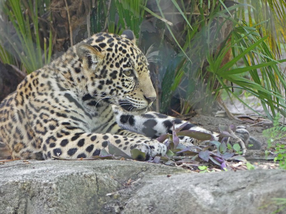 5 baby jaguar Photo Kathleen Walls copy.jpg