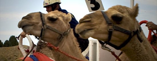 International Camel Races