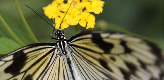 Victoria Butterfly Gardens Re-Opens December 7 after Facility Upgrade ...