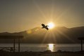 Pelican_Sunset-1 Photo by James Ongley.jpg