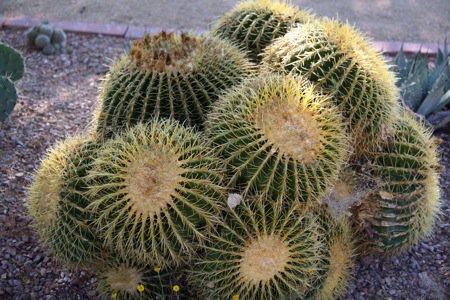 Barrel Cactus.jpg