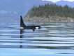 SunLund By-The-Sea Orca