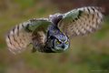 Horned Owl 6 (1 of 1).jpg