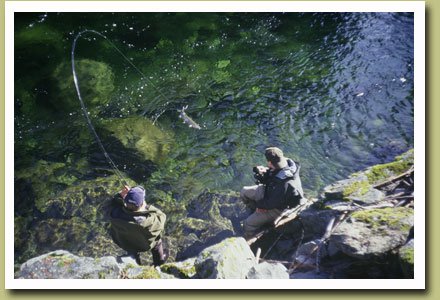 Steelhead Fishing in Northern B.C.