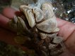 quagga mussel shells_LScott.JPG