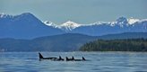 orcas-300x146.jpg