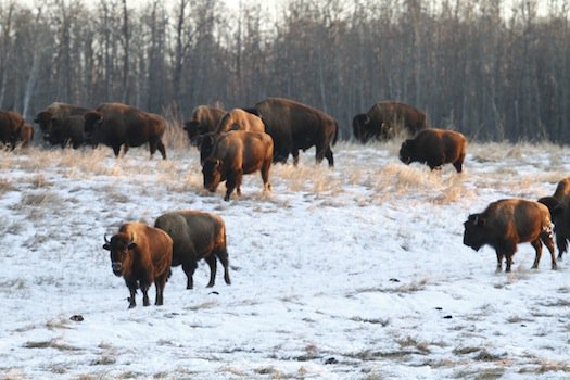 Elk Island Buffalo