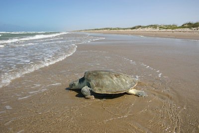 Sea Turtle - Padre Island National Park Photo.jpg