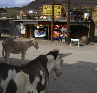 Oatman_burros photo wikipedia.jpg