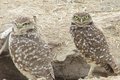 Burrowing Owl photo by Connie Brooks .JPG