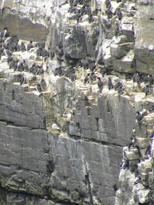 murres on cliff photo Barb Rees.jpg