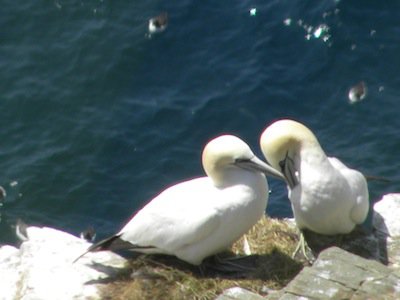 pair of gannets photo Barb Rees.jpg