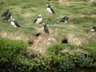 puffin nests photo Barb Rees.jpg