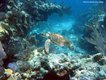 John Pennekamp Coral Reef_contributing photographer_A Emtiaz_sea turtle-....jpg