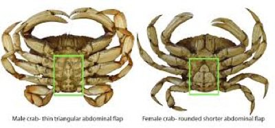 Crab Sexes