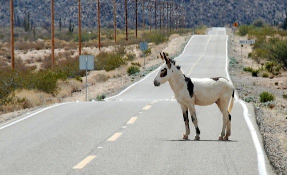 Donkey On The Road To Bahia De Los Angeles