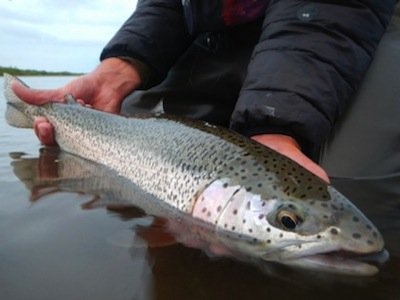 Releasing Fish in Cold Weather - SunCruiser