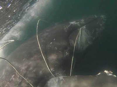 Whale Freed from Ropes