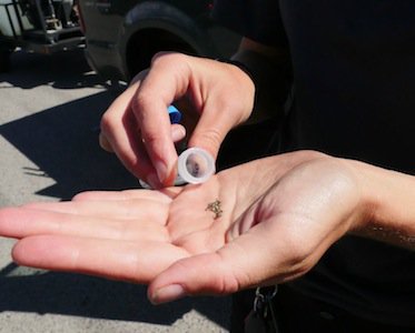 Zebra Mussels Found on Boat in Kelowna