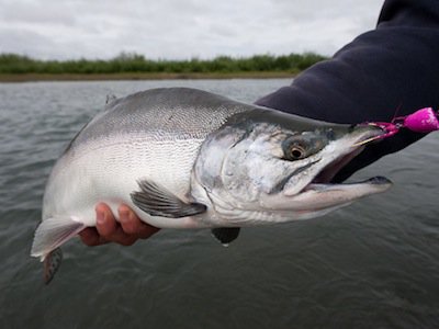 Lower Fraser opens for Pink Salmon Fishing