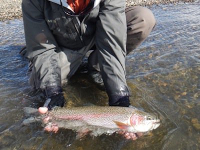 Trout Fishing in High “Off-Colored” Water